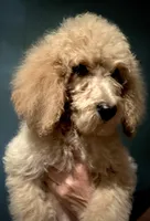 Kobe, a male Poodle - Standard  for sale in Laurinburg, NC – Photo 4 of 6