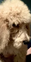 Kobe, a male Poodle - Standard  for sale in Laurinburg, NC – Photo 5 of 6