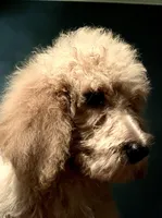 Kobe, a male Poodle - Standard  for sale in Laurinburg, NC – Photo 3 of 6