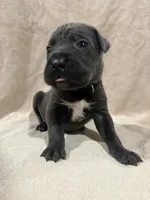 Spencer black collar, a male Cane Corso for sale in King City, MO – 1 of 1