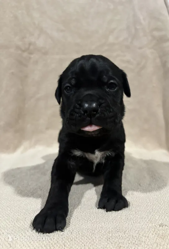 Pibbles Lime green collar – Cane Corso puppy for sale in King City, MO