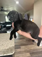 *REDUCED PRICE******UPDATED PHOTOS *****, a male Cane Corso for sale in King City, MO – 1 of 2