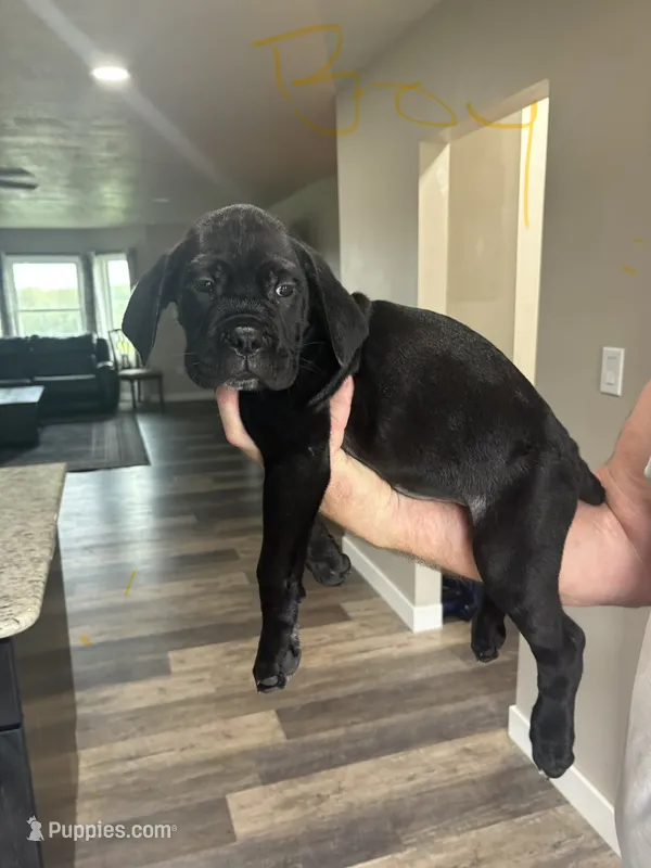 *REDUCED PRICES****** UPDATED PHOTOS ****** – Cane Corso puppy for sale in King City, MO