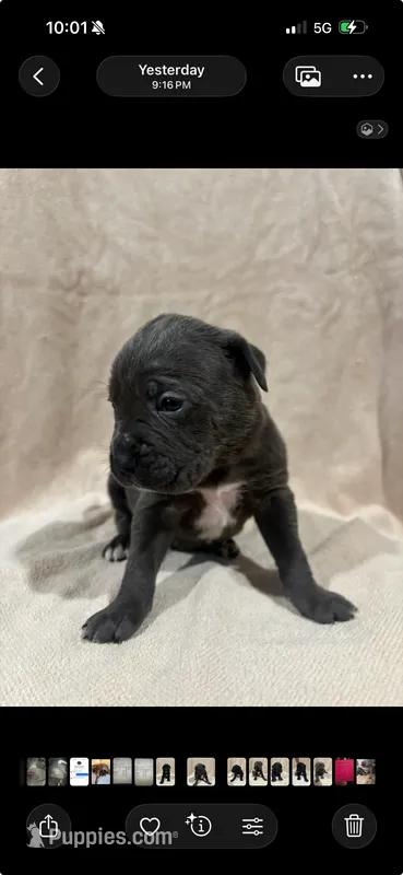 Milo blue collar – Cane Corso puppy for sale in King City, MO