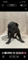 Milo blue collar, a male Cane Corso for sale in King City, MO – 1 of 1