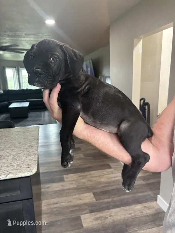 *REDUCED PRICE******UPDATED PHOTOS ***** – Cane Corso puppy for sale in King City, MO