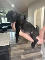 *REDUCED PRICE******UPDATED PHOTOS *****, a male Cane Corso for sale in King City, MO – 1 of 2