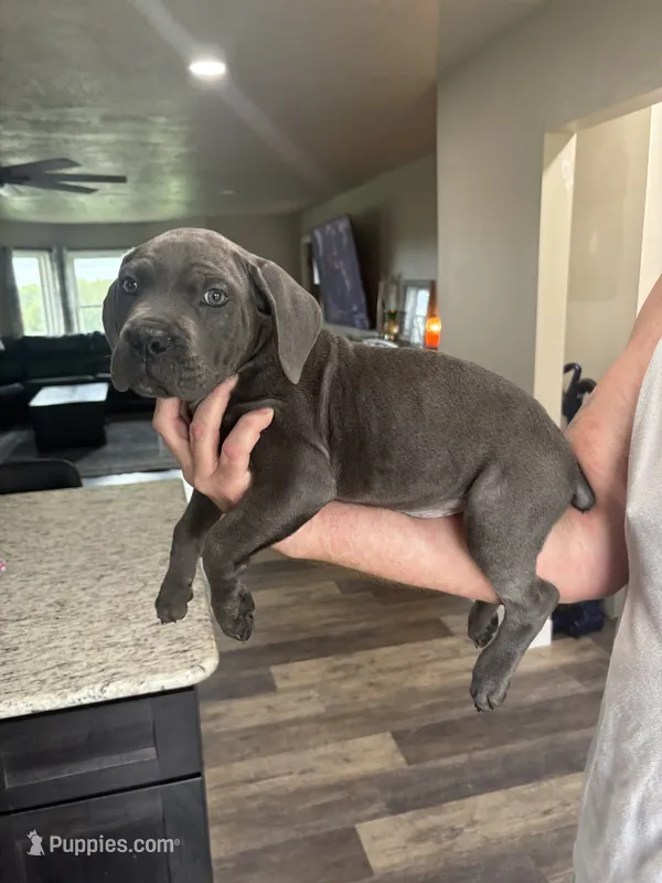 BLUE FEMALE ****REDUCED PRICE****UPDATED PHOTOS  – Cane Corso puppy for sale in King City, MO
