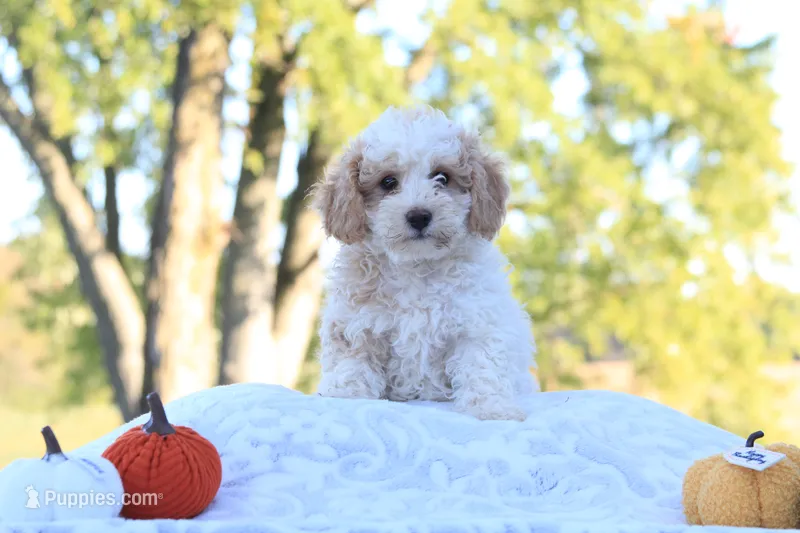 Rex – Cavapoo puppy for sale in Shiloh, OH