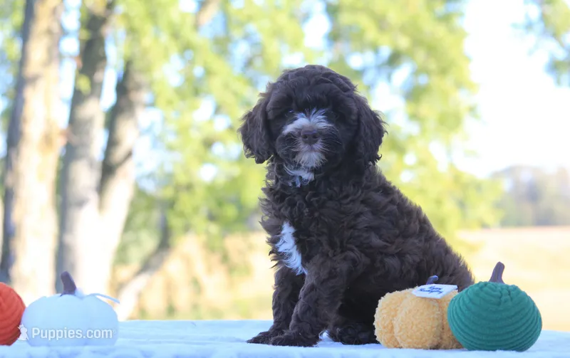 Belle – Cavapoo puppy for sale in Shiloh, OH