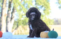 Belle, a female Cavapoo for sale in Shiloh, OH – 1 of 5