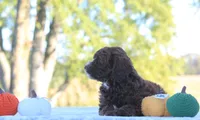 Belle, a female Cavapoo for sale in Shiloh, OH – 5 of 5