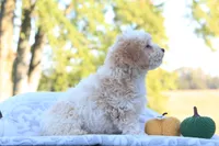 Rex, a male Cavapoo for sale in Shiloh, OH – 3 of 6