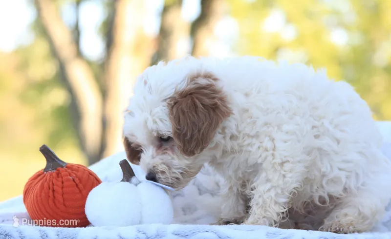 Riley – Cavapoo puppy for sale in Shiloh, OH