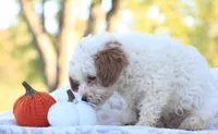 Riley, a male Cavapoo for sale in Shiloh, OH – 1 of 5