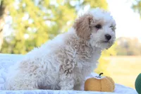 Rex, a male Cavapoo for sale in Shiloh, OH – 2 of 6