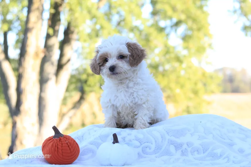 Riley – Cavapoo puppy for sale in Shiloh, OH
