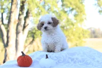 Riley, a male Cavapoo for sale in Shiloh, OH – 2 of 5