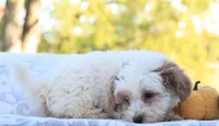Riley, a male Cavapoo for sale in Shiloh, OH – 4 of 5