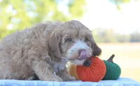 Baxter, a male Cavapoo for sale in Shiloh, OH – 4 of 5