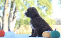 Belle, a female Cavapoo for sale in Shiloh, OH – 3 of 5