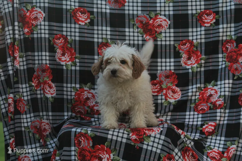 Riley – Cavapoo puppy for sale in Shiloh, OH