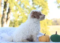 Riley, a male Cavapoo for sale in Shiloh, OH – 5 of 5