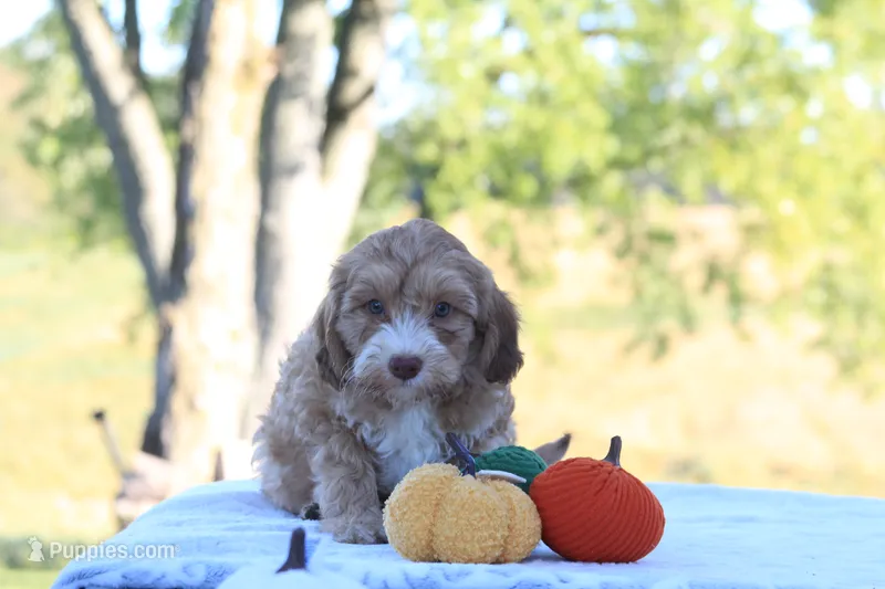 Baxter – Cavapoo puppy for sale in Shiloh, OH