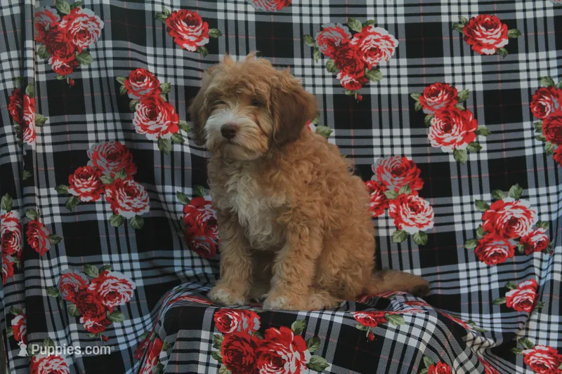 Baxter – Cavapoo puppy for sale in Shiloh, OH