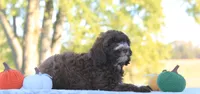 Belle, a female Cavapoo for sale in Shiloh, OH – 4 of 5