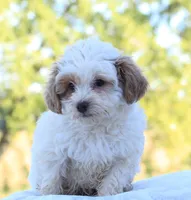 Riley, a male Cavapoo for sale in Shiloh, OH – 3 of 5