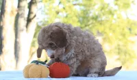 Baxter, a male Cavapoo for sale in Shiloh, OH – 3 of 5