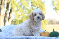Rex, a male Cavapoo for sale in Shiloh, OH – 4 of 6