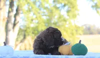 Belle, a female Cavapoo for sale in Shiloh, OH – 2 of 5