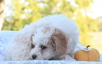 Rex, a male Cavapoo for sale in Shiloh, OH – 5 of 6