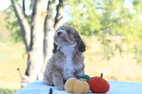 Baxter, a male Cavapoo for sale in Shiloh, OH – 2 of 5