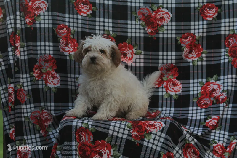 Riley – Cavapoo puppy for sale in Shiloh, OH