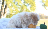 Rex, a male Cavapoo for sale in Shiloh, OH – 6 of 6