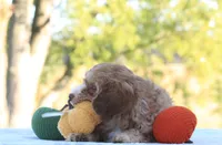 Baxter, a male Cavapoo for sale in Shiloh, OH – 5 of 5