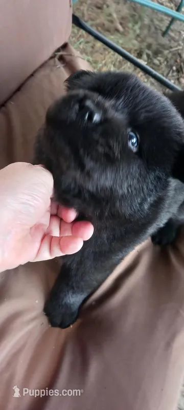 BENJI CKC Reduced Price – Chow Chow puppy for sale in Henry, IL