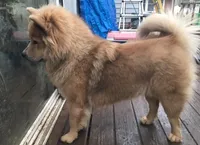 BRODY CKC, a male Chow Chow for sale in Henry, IL – 2 of 3