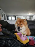 Rizzo Adult Neutered Chow, a male Chow Chow for sale in Henry, IL – 2 of 3
