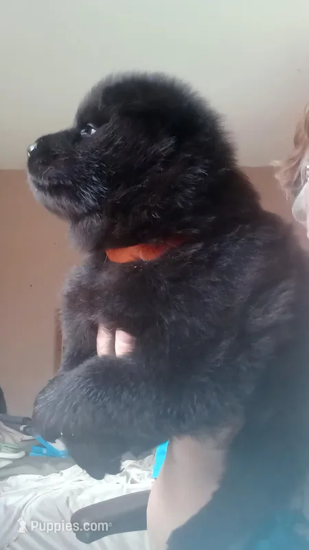  Brody CKC reduced Price – Chow Chow puppy for sale in Henry, IL