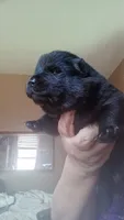 BENJI CKC Reduced Price, a male Chow Chow for sale in Henry, IL – 3 of 7