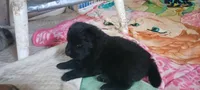 BLUE Brody CKC, a male Chow Chow for sale in Henry, IL – 3 of 6