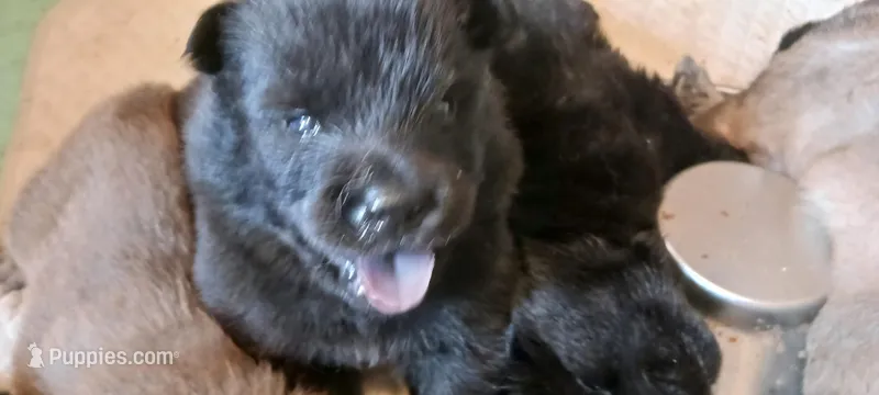 BLUE Brody CKC – Chow Chow puppy for sale in Henry, IL