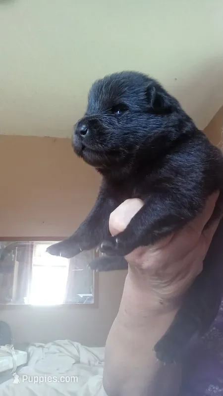 BRODY CKC – Chow Chow puppy for sale in Henry, IL