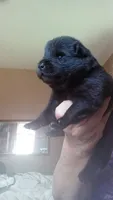 BRODY Price reduced, a male Chow Chow for sale in Henry, IL – 1 of 6