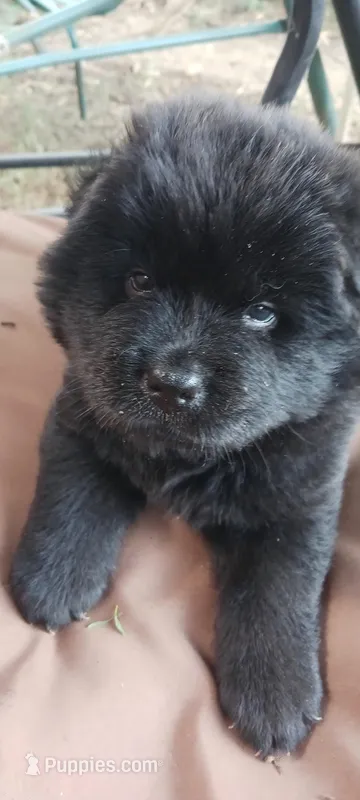  Brody CKC reduced Price – Chow Chow puppy for sale in Henry, IL