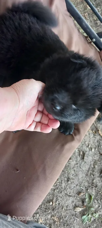 BANDIT CKC (reduced price) – Chow Chow puppy for sale in Henry, IL